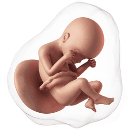 הדמיית עובר תלת מימד בשבוע 24