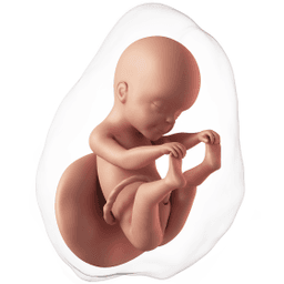 הדמיית עובר תלת מימד בשבוע 25